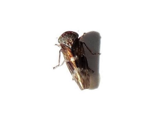 Réf. 295 782 : Acericerus ribauti